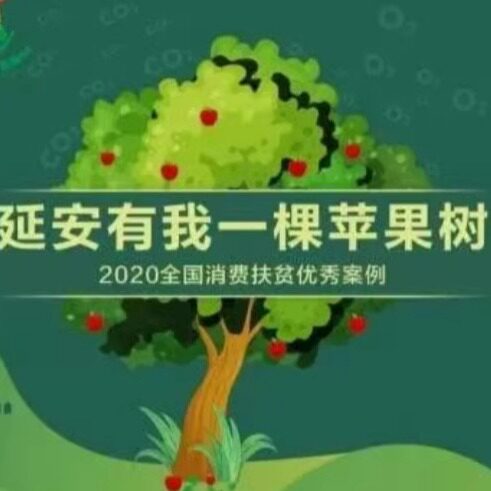 阳民优选延安有我一颗苹果树认领50盒新鲜延安苹果产业振兴新模式