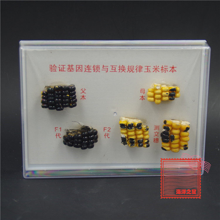 验证基因的连锁与互换规律玉米标（玉米穗）生物标本生物教学仪器