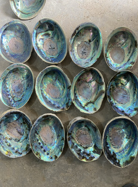 新西兰鲍鱼壳 黑金鲍鱼壳 鼠尾草燃烧盘 天然鲍鱼壳 黑金鲍壳