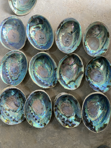 新西兰鲍鱼壳 黑金鲍鱼壳 鼠尾草燃烧盘 天然鲍鱼壳 黑金鲍壳