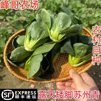苏州青霜冻青菜农家自种香甜软糯