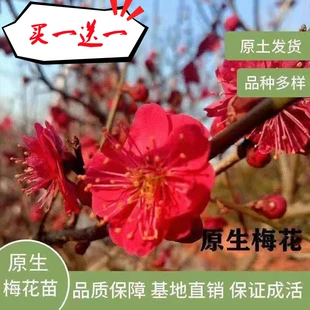 原生梅花树苗红梅绿梅朱砂梅绿植盆栽梅花盆景冬季 开花浓香型耐寒