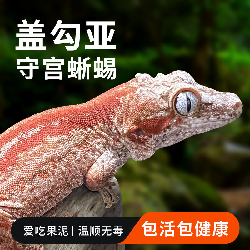 盖勾亚守宫r属盖守宫魔物巨人睫角守宫巨人苗子亚成豹纹守宫网红