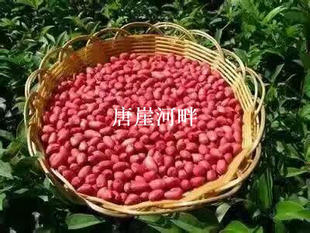 包邮小村红衣花生带壳花生 咸丰土特产5斤装   2500g恩施硒都产品