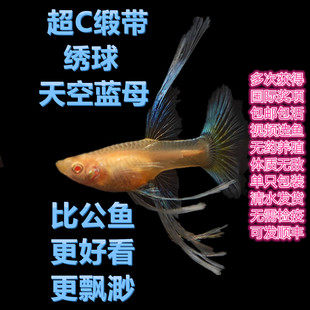 特级超大C缎带绣球天空蓝孔雀鱼小型热带观赏鱼活体好养耐活孕母