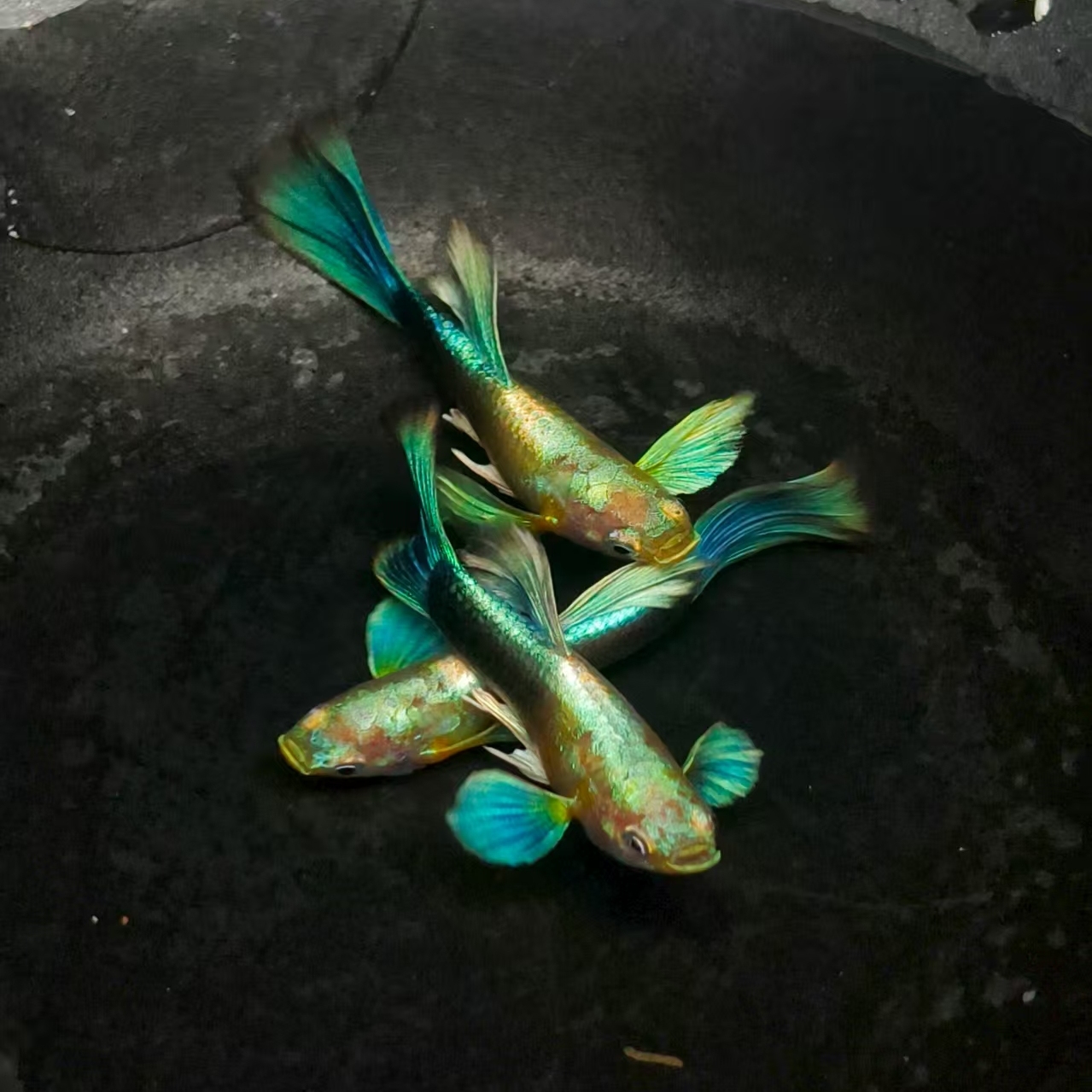 精品观背蝶翼黄化蓝礼服孔雀鱼