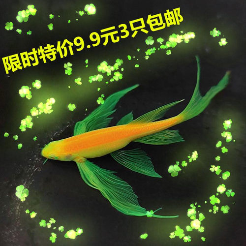 大龙凤长尾蝶翼斑马鱼小型鱼热带鱼观赏鱼冷水鱼包邮孔雀鱼好养活