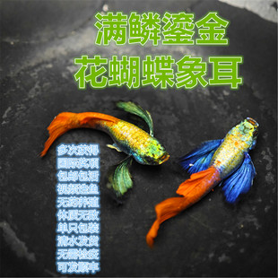 纯种精品满鳞花蝴蝶象耳白金孔雀鱼小型热带观赏鱼凤尾极光天空蓝