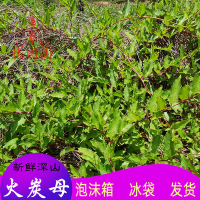 火炭母白饭藤白饭草中药材凉茶