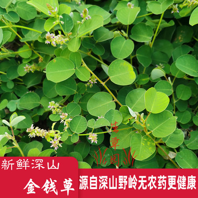 金钱草草药中药材铜钱草无硫凉茶