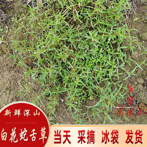深山中药材白花蛇舌草去湿中草药