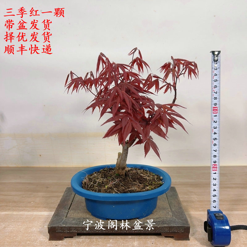 三季红老桩红枫盆栽盆景一物一拍