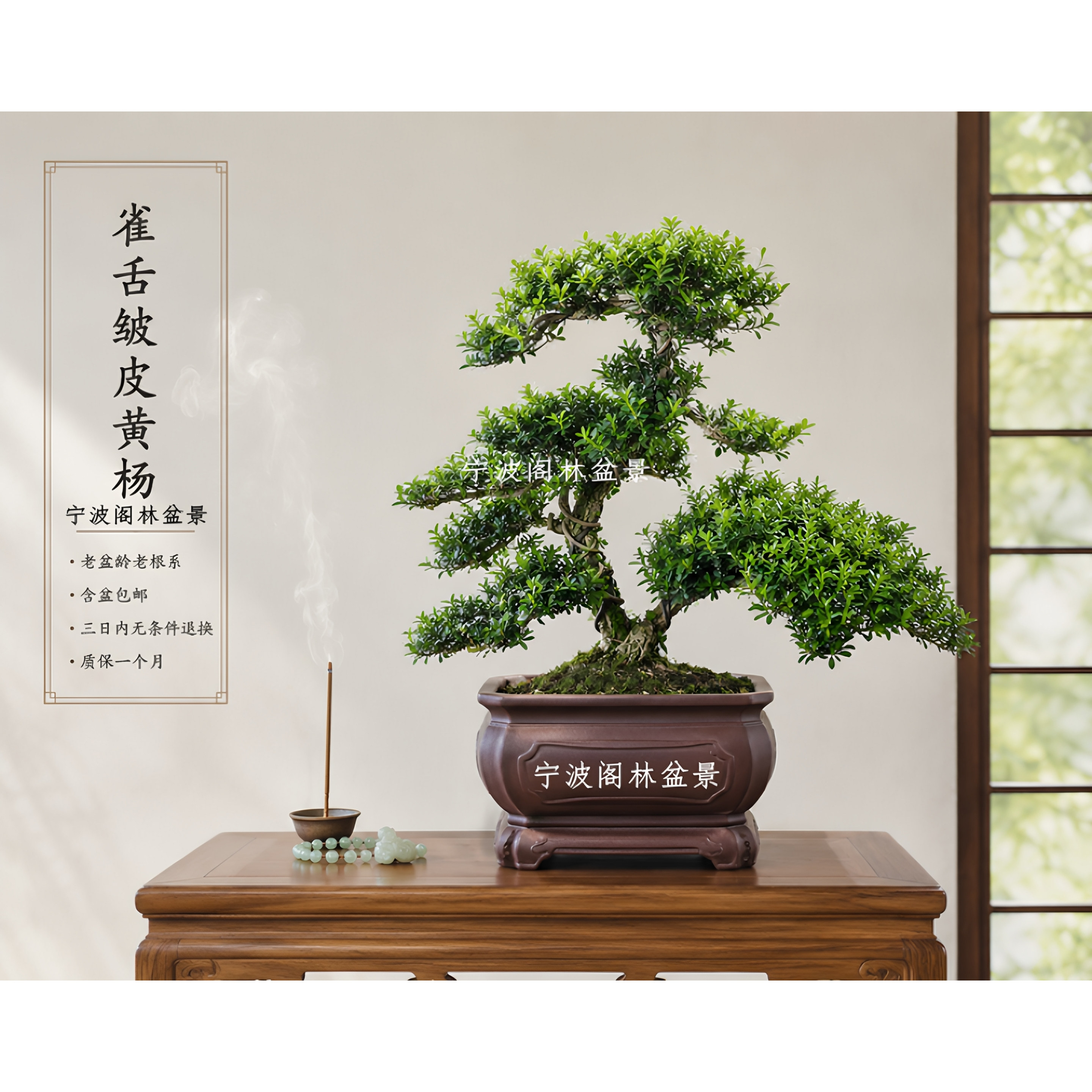 雀舌皱皮黄杨盆景盆栽造型老桩老盆口室内外绿植对号发货一物一拍
