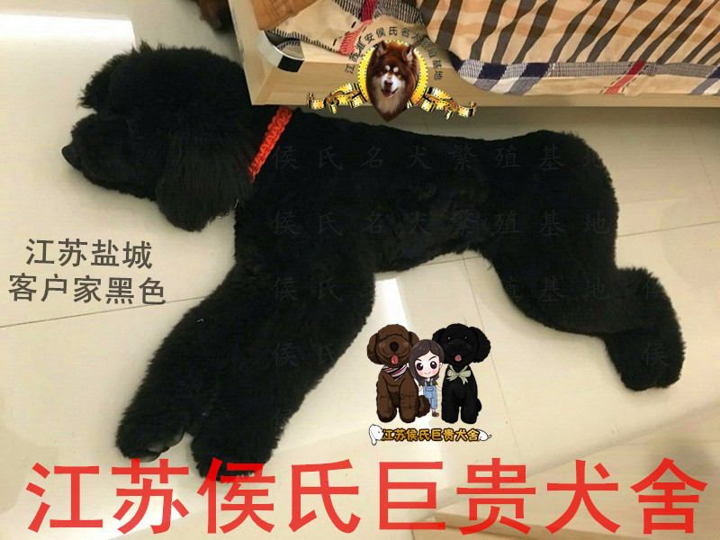 江苏黑色巨型活体贵宾幼犬