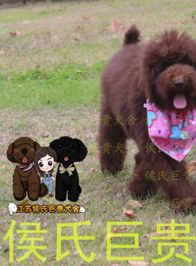 江苏巨贵出售棕色活体幼犬