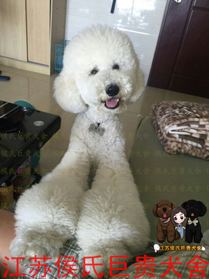 江苏出售白色巨型活体贵宾幼犬