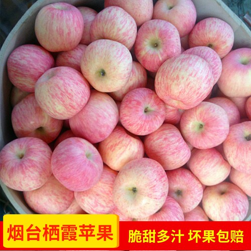 山东栖霞红富士烟台不打蜡苹果