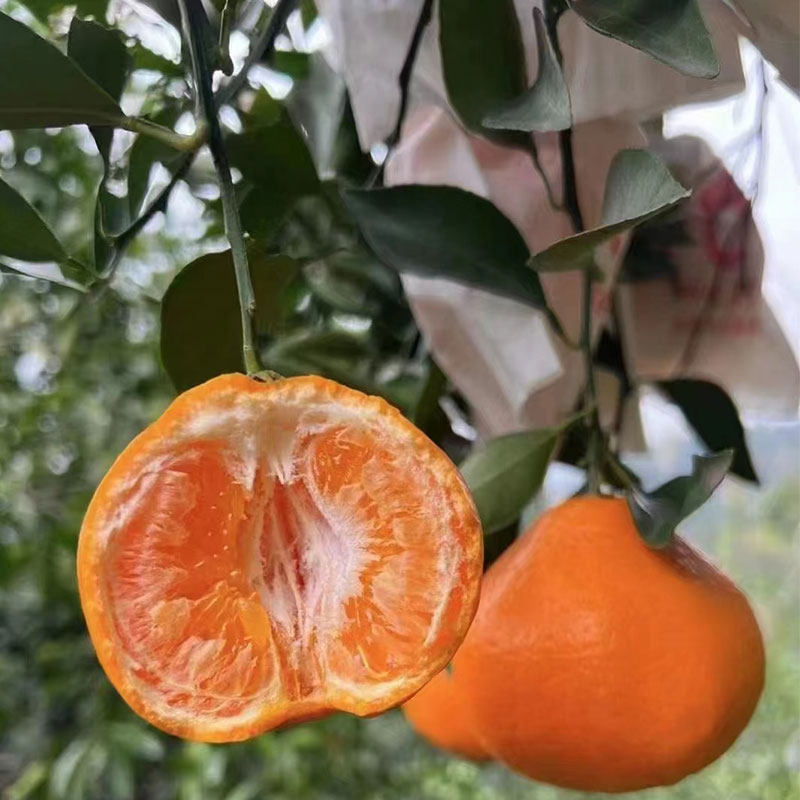 正宗四川春见耙耙柑应当季新鲜水果整箱5斤包邮粑粑柑丑桔大橘子,水产肉类/新鲜蔬果/熟食,桔子,淘宝优惠券,粉丝福利购,淘宝优惠卷