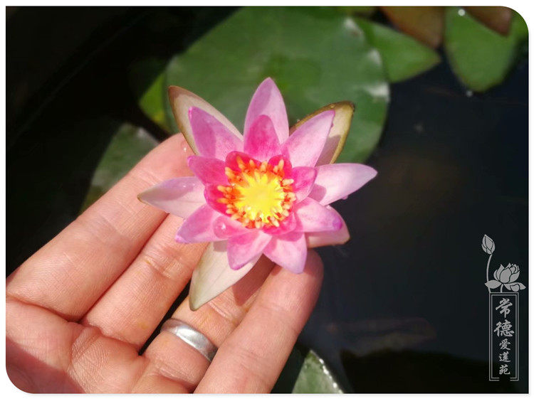 【紫珍妮】耐寒睡莲水生植物 花卉庭院鱼缸古法 丰花小型块茎睡莲