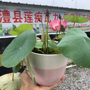 【秦淮彩灯】-小微型盆栽观赏荷花庭院水生花卉 碗莲种藕莲痴瓦力