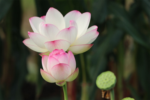 【彩云翔】碗莲种藕水生花卉庭院