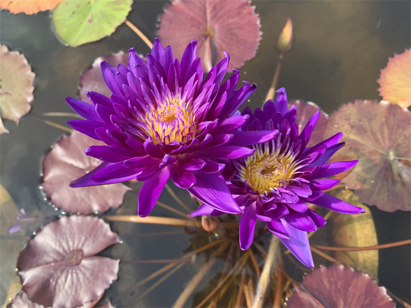 【银河系】睡莲水生植物 水缸池塘庭院 热带睡莲块茎 莲痴瓦力