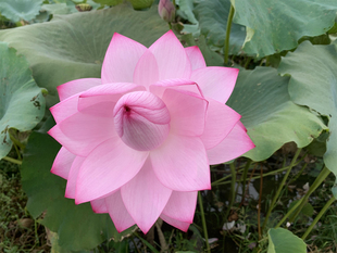 【宜良千瓣】-大型盆栽观赏荷花庭院水生花卉 碗莲种藕莲痴瓦力