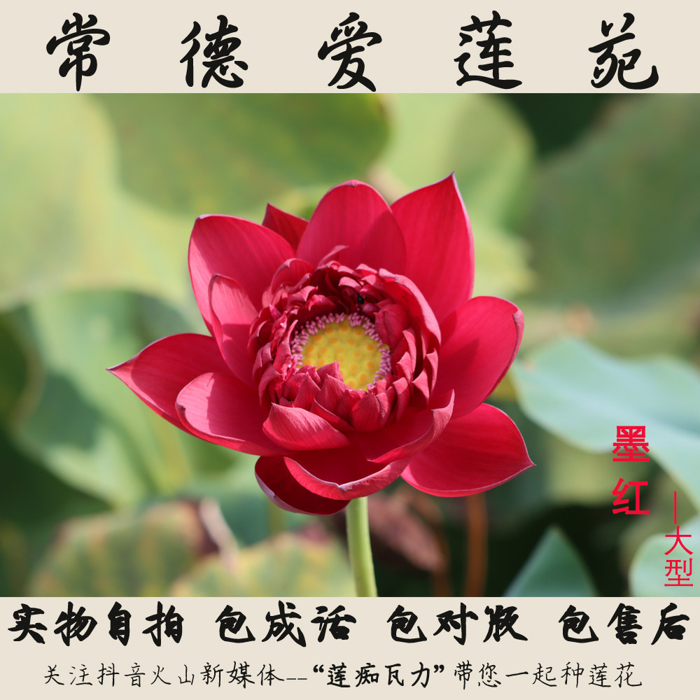 (墨红)碗莲盆栽观赏荷花大型碗莲种藕2023年【常德爱莲苑】