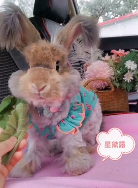 英系安哥拉兔子活体宠物兔巨型兔彩色长毛兔猫猫兔垂耳兔兔星黛露