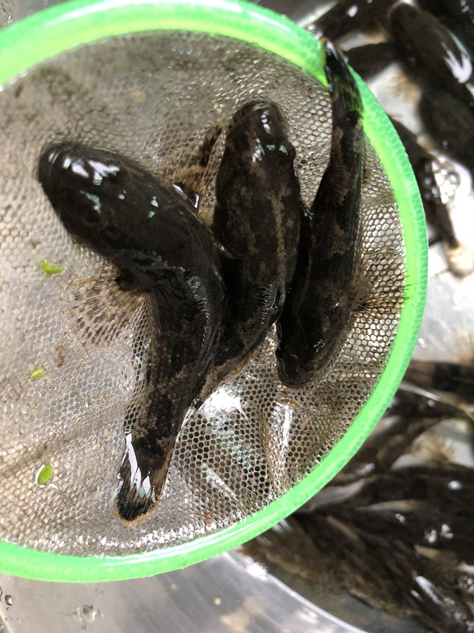 沙塘鳢,土布,溪流原生鱼,冷水鱼,好吃的鱼