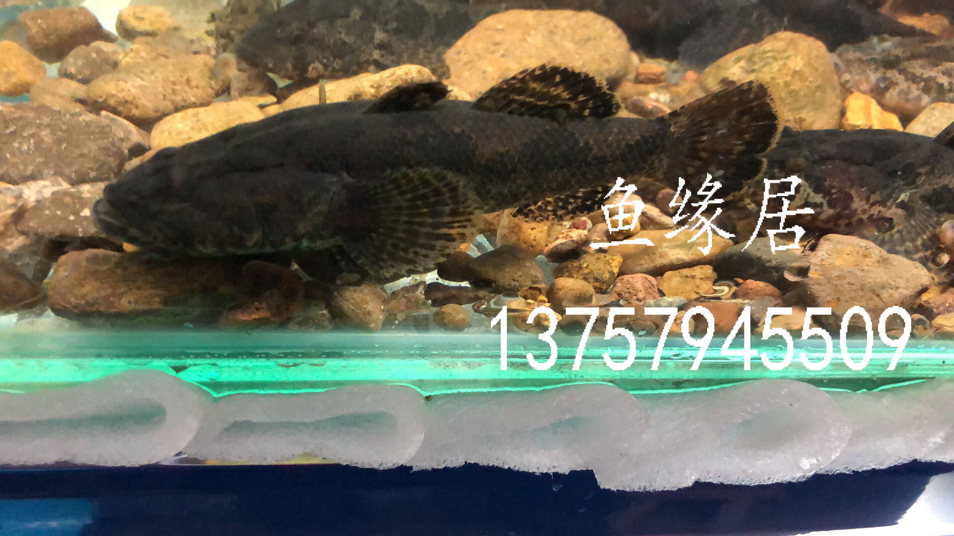 沙塘鳢，溪流牙鱼，土布鱼，呆子鱼 虎头鱼