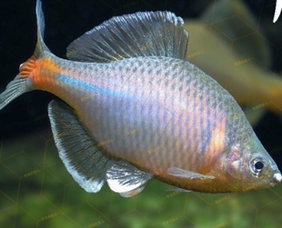 原生鱼 白边鳑鲏 冷水淡鱼,四季常青树的品种