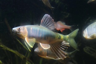 长鳍鱲，桃花鱼，溪哥