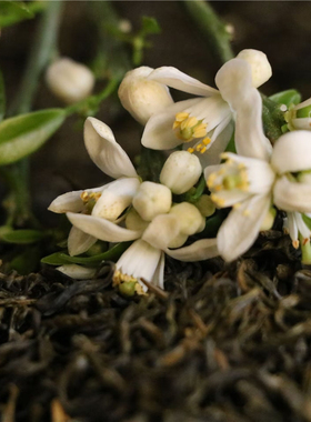 柚香甘露2025柚香绿茶沐川甘露制作代代花茶 60克小袋装