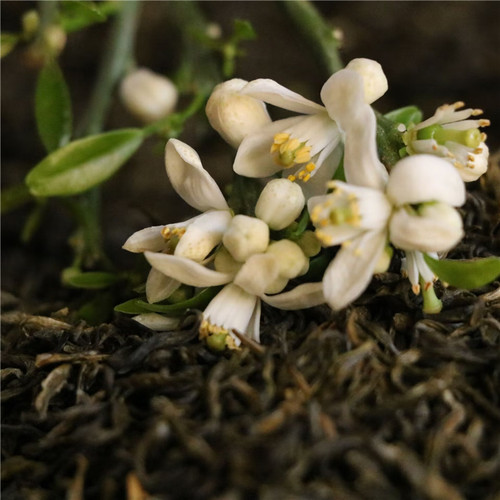 柚香甘露2026柚香绿茶沐川甘露制作代代花茶 60克小袋装