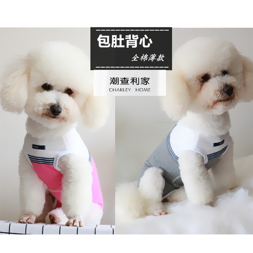 潮查利家比熊博美术后公狗包邮