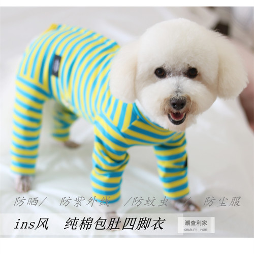 潮查利家条纹包肚子术后复装比熊