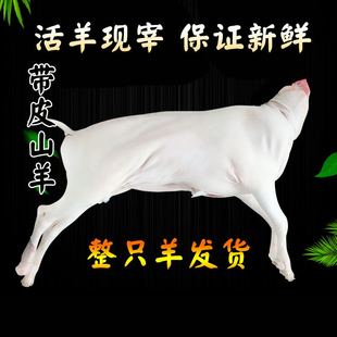 现杀带皮整只羊新鲜 白黑山羊全羊肉白条羊酮体羊肉羊腔子顺丰