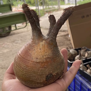 棒槌树属 定制象芽宫 夹竹桃科 阳台盆景 块根多肉植物 花卉绿植