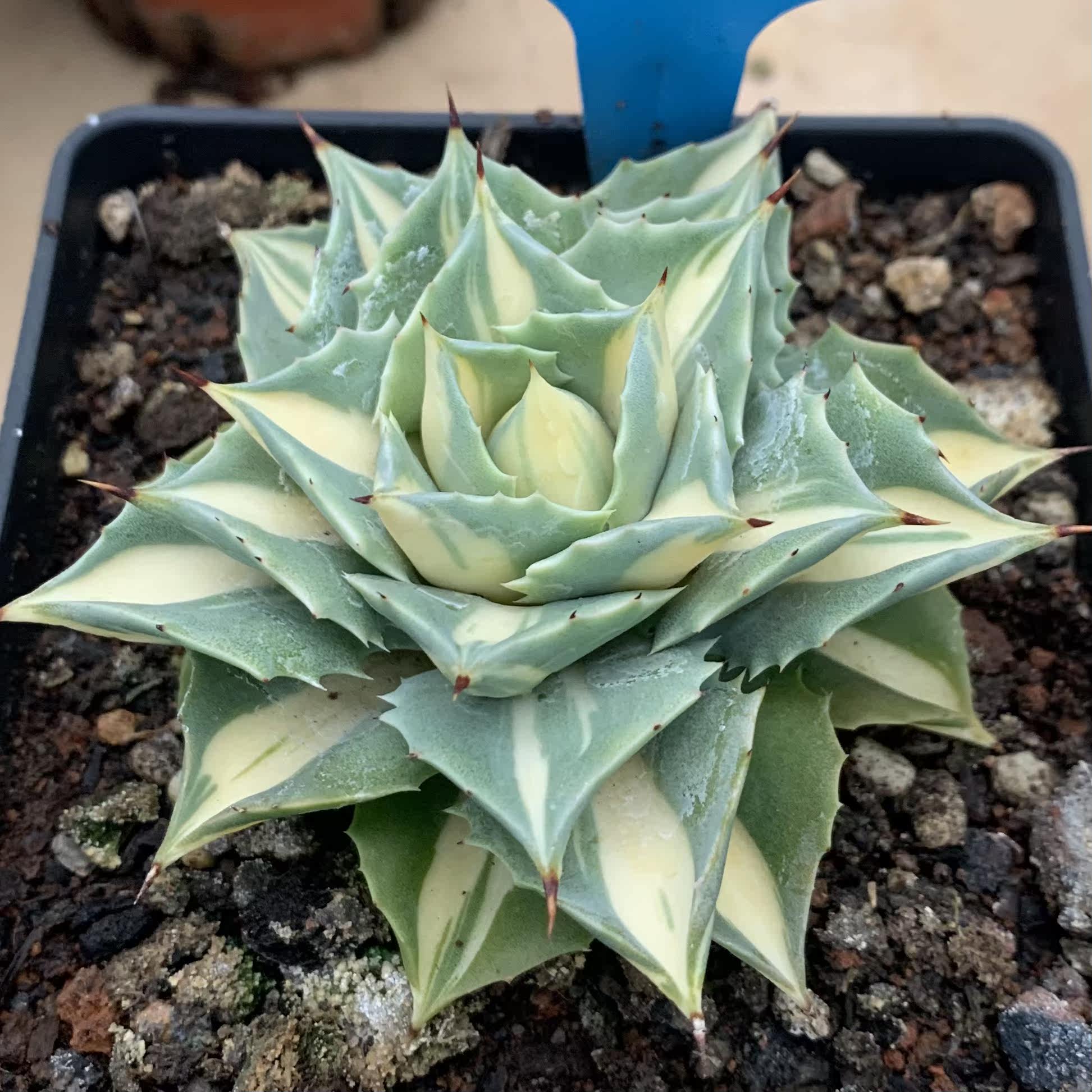 王妃雷神黄中斑 龙舌兰科 多肉植物 阳台盆景花卉 一物一拍  包邮