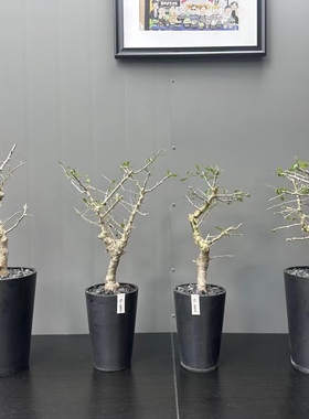 桃林没药橄榄Commiphora simplicifolia 潮流块根植物 多肉绿植