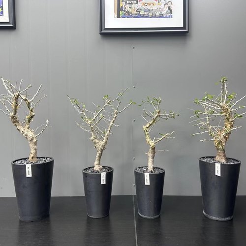 桃林没药橄榄Commiphora simplicifolia 潮流块根植物 多肉绿植