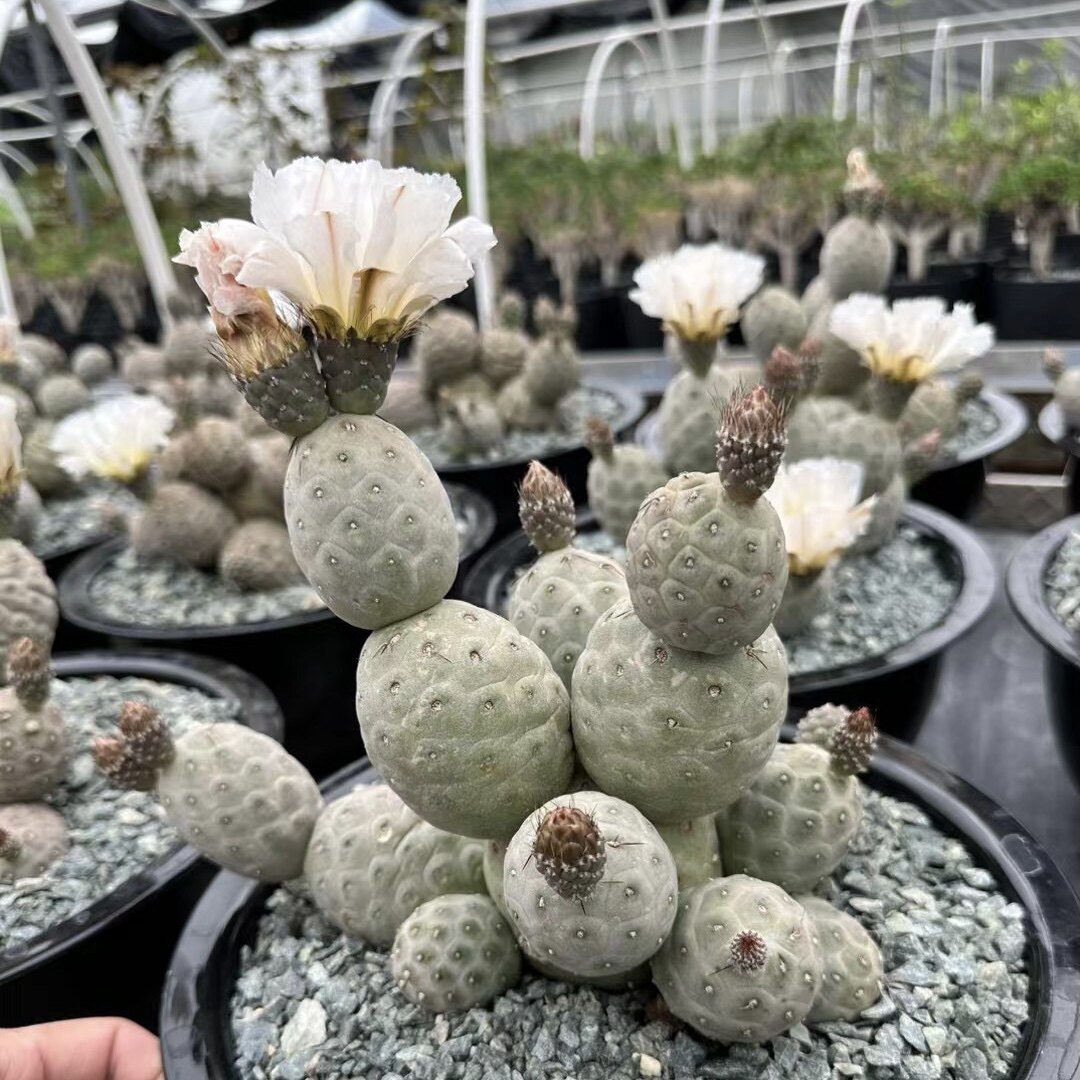 习志野大型种群生 团扇仙人球 多肉植物 沙漠绿植 一物一拍 包邮