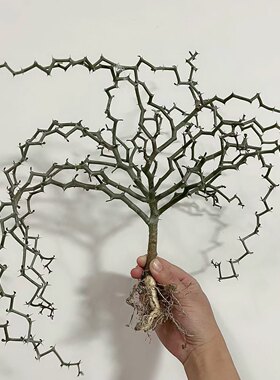 弯曲龙 龙树科 多肉植物 造型盆栽 之形木 刺戟   一物一拍  包邮