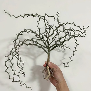 弯曲龙 龙树科 多肉植物 造型盆栽 之形木 刺戟   一物一拍  包邮