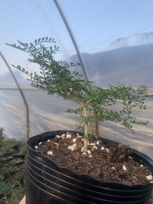 象足漆树 籽播实生园艺小苗 块根植物 多肉绿植 庭院盆景花卉包邮