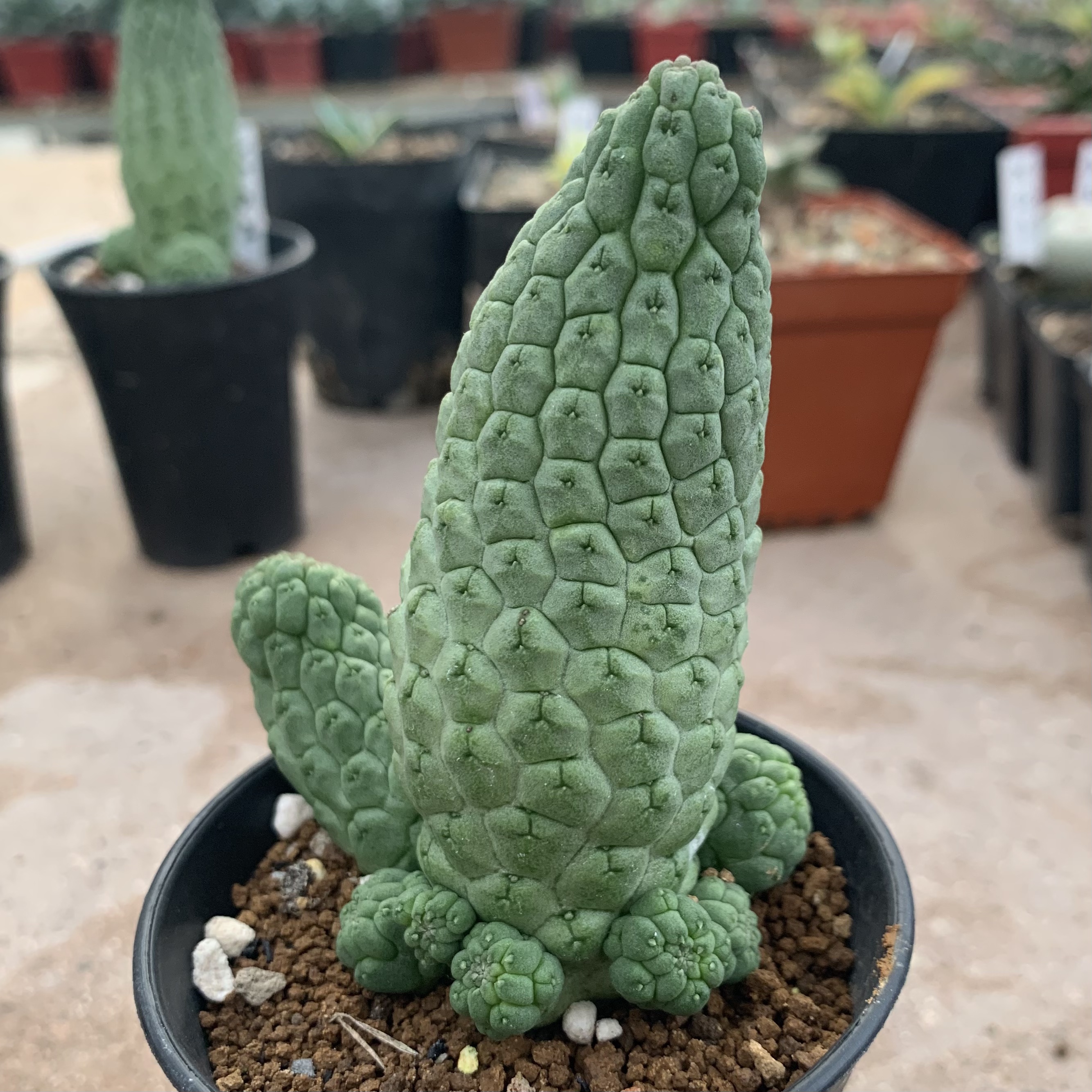 佛头玉仙人球实生萝藦科多肉植物稀有品种盆栽绿植一物一拍包邮