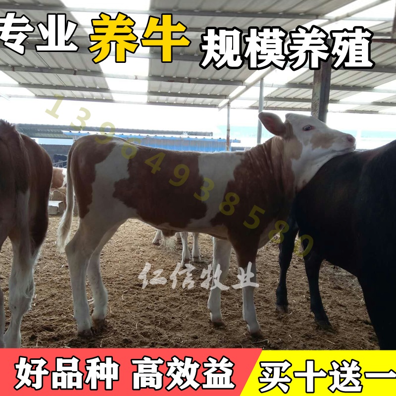 西门塔尔牛活牛犊出售小牛苗肉牛仔活体鲁西黄牛广西种牛养殖技术 畜牧/养殖物资 畜牧/养殖技术服务 原图主图