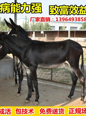 小毛驴出售活驴小驴仔活体肉驴驹黑驴德州驴三粉驴乌头驴母驴技术