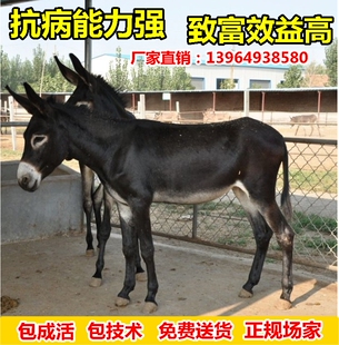 小毛驴出售活驴小驴仔活体肉驴驹黑驴德州驴三粉驴乌头驴母驴技术
